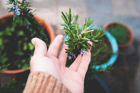 Is Rosemary Good for Your Hair?